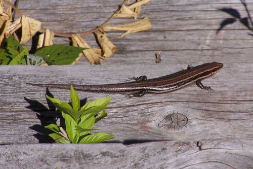 Five-lined Skink, a species at risk and Ontario’s only lizard, that was discovered during the BioBlitz 